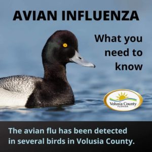 Avian Flu Volusia County